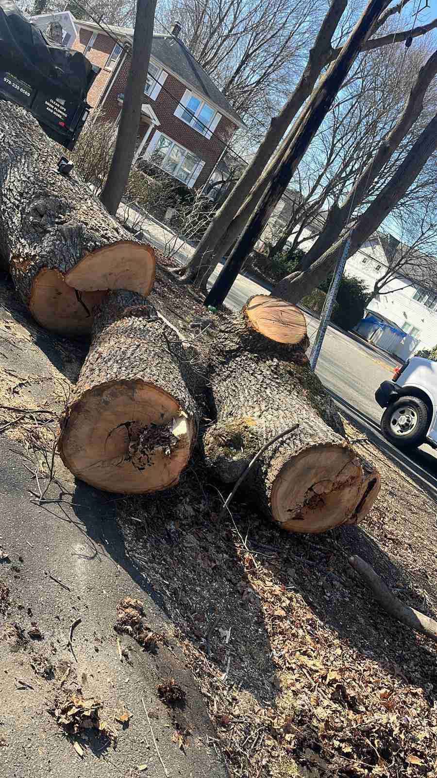 Stump Grinding Boston